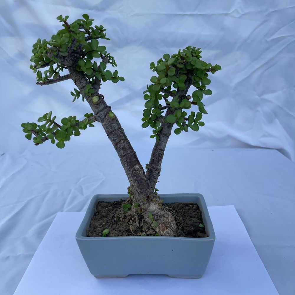 Bonsai